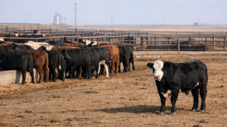 Early tail head damage from mounting behavior in feedlot cattle