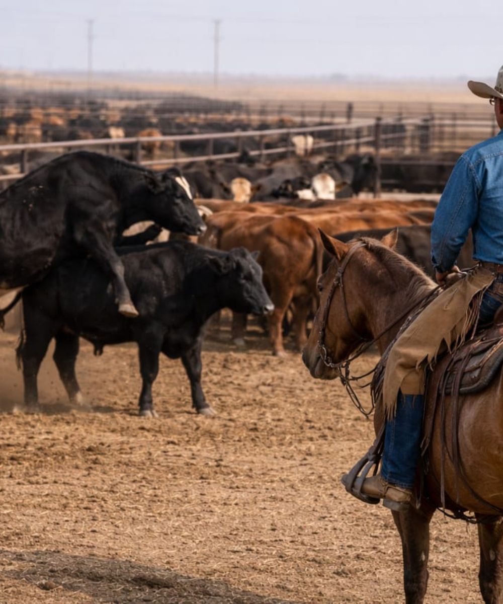 Feedlot pen observation for behavioral problems and cattle health monitoring