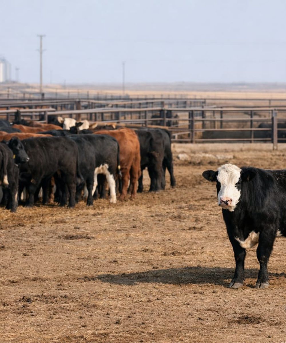 Buller steer syndrome early detection showing isolated steer in commercial feedlot pen