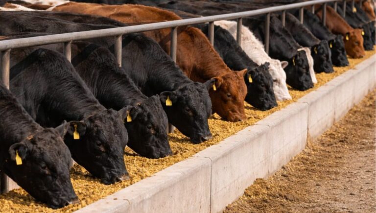 Normal feedlot cattle feeding behavior with active bunk participation