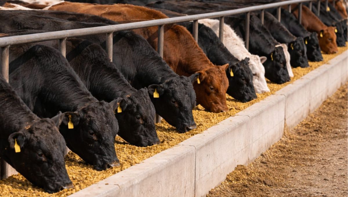 Normal feedlot cattle feeding behavior with active bunk participation