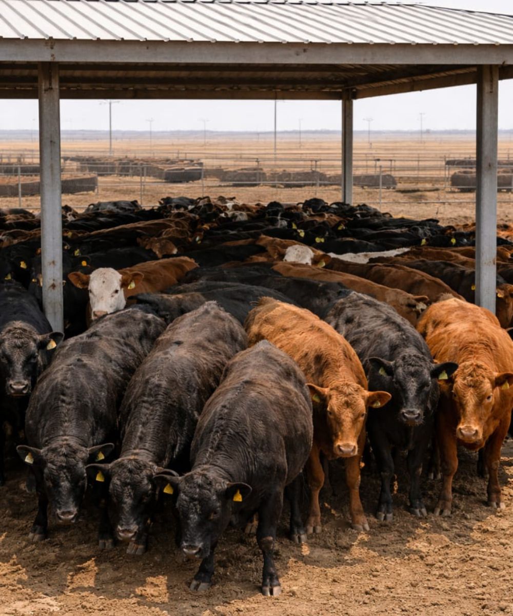 Heat stress in feedlot cattle bunched in inadequate shade