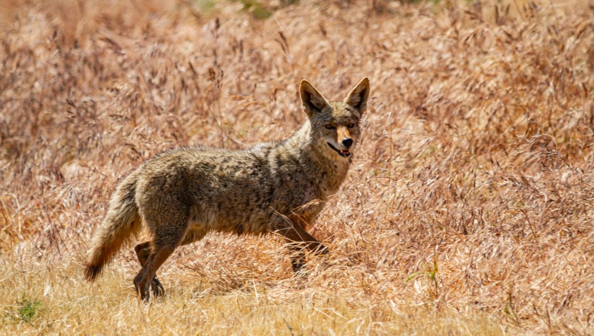 Coyotes searching to hunt Calves