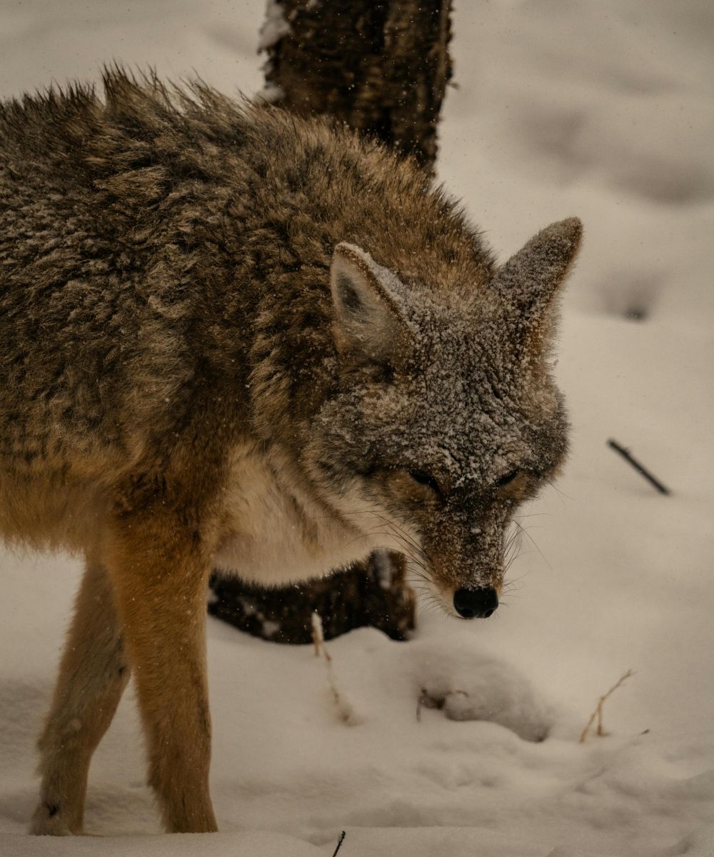 Coyotes actively searching for hunt
