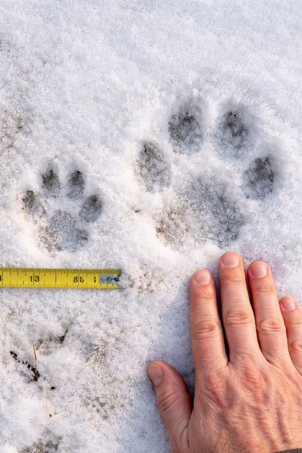 Canadian lynx tracks in snow versus bobcat tracks showing dramatic size difference for ranch predator identification