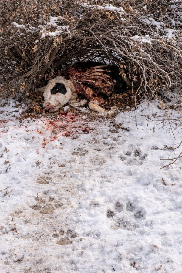Bobcat versus lynx predation signs at cattle kill site showing track evidence and caching behavior comparison