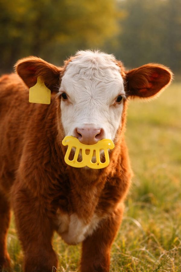 Calf wearing nose flap anti-suckling device for two-stage weaning method