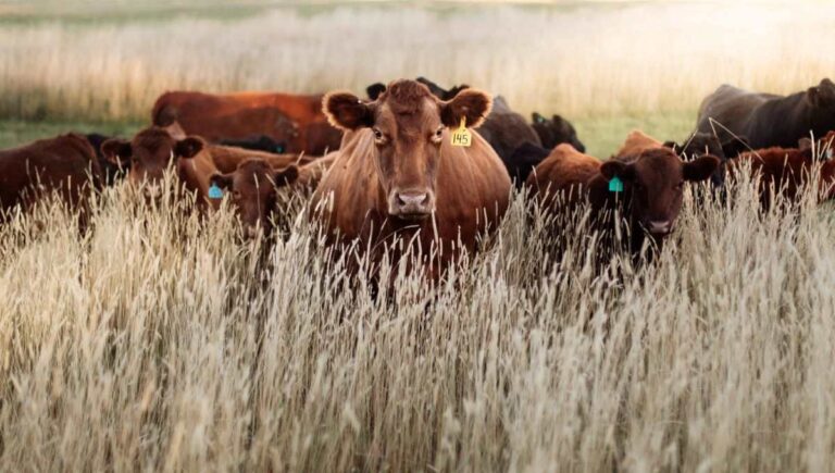 Flight zone in cattle