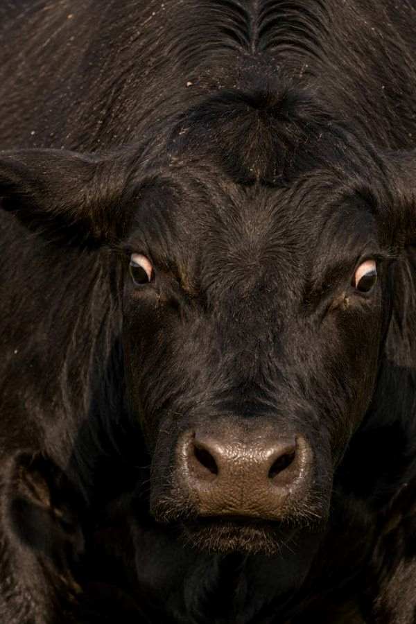 Beef cow showing pre-charge warning signs including white eye sclera pinned ears and lowered head posture