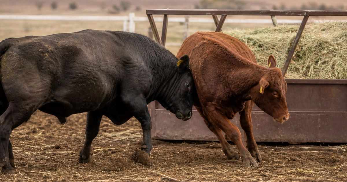 Dominant cow pushing subordinate cow away from feed bunk showing cattle social hierarchy pecking order at feeding time