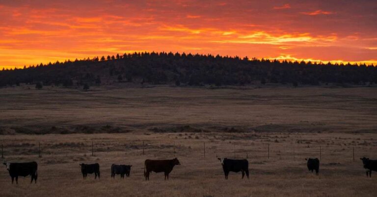 Beef cattle grazing at dusk on open ranch pasture in American West with treeline in background representing livestock predator habitat