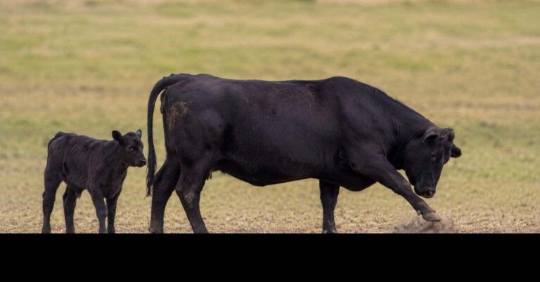 Beef cow pawing ground with calf nearby showing pre-aggression warning signs and danger signals ranchers must recognize