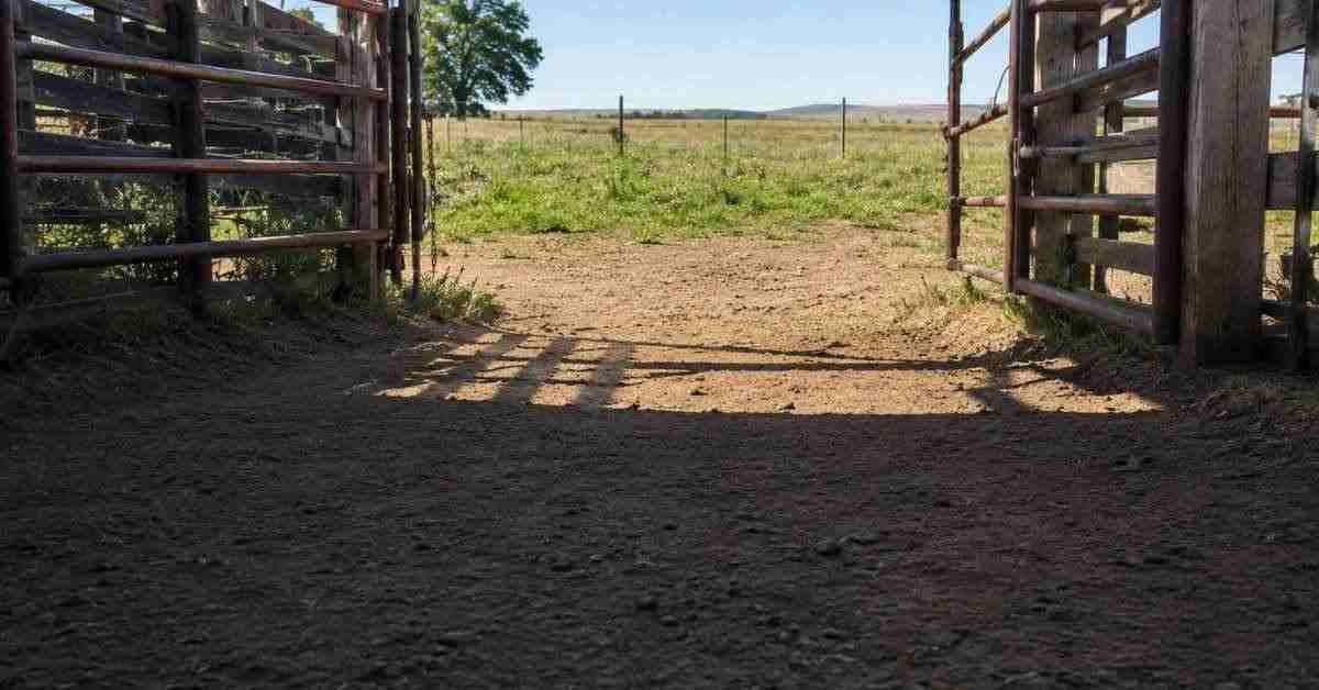 Cattle eye level view of gate showing sunlight shadow contrast on ground that causes cattle to refuse moving through gate